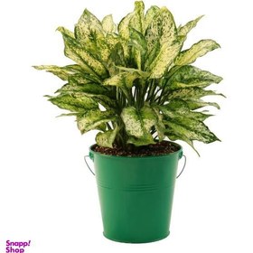 تصویر گیاه طبیعی آگلونما کد AG2 