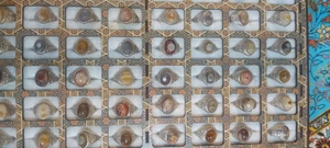 تصویر فروشگاه علی دور