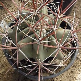 تصویر بذر کاکتوس فرو رکتیسپینوس 