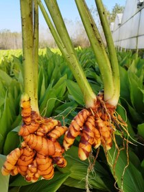 تصویر زردچوبه تازه ۱۰۰ گرم 