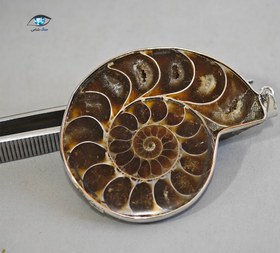 تصویر فسیل امونیت اصل 30 گرم 