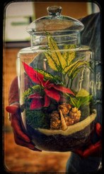 تصویر تراریوم 