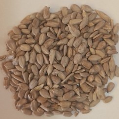 تصویر مغز تخمه آفتاب گردان خام 