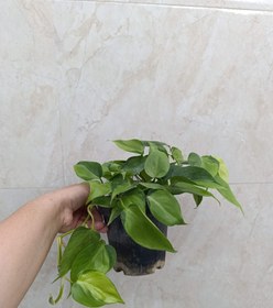 تصویر اسکاندنس ابلق 