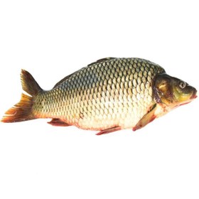 تصویر ماهی کپور (پرورشی) ا پینکت پینکت