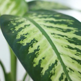 تصویر گلدان پلیمری دیفن باخیا 