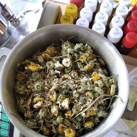 تصویر بابونه شیرازی ( 100) گرم 