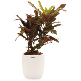 تصویر گیاه طبیعی کروتون پنجه کلاغی گلیتال مدل GTL140 | کد: ZNB-3L8 