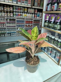 تصویر آگلونما پینک لیدی سطل ۳.۵ 