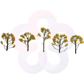 تصویر گل خشک استاتیس زرد 