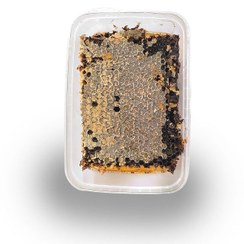 تصویر عسل گون 1 کیلویی موم دار 