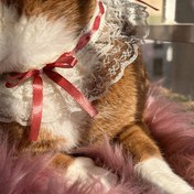 تصویر پرنسس 