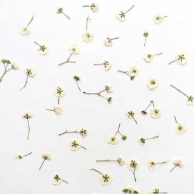 تصویر گل خشک ژیپسوفیلا پرس شده بسته 5 عددی 