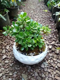 تصویر بنسای میخک هندی 