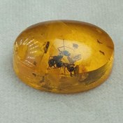 تصویر کهربا سنتاتیک حشره دارشفاف و براق طلایی رنگ 