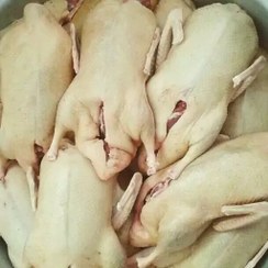 تصویر اردک محلی پاک شده آماده طبخ(ارسال با باکس یخ )ارسال زیر دوعددنداریم 