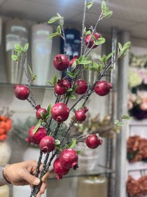 تصویر شاخه انار ۵ میوه 