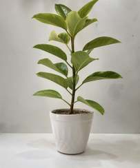 تصویر گلدان فیکوس 