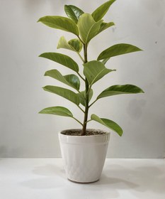 تصویر گلدان فیکوس 