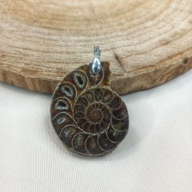 تصویر فسیل های آمونیت Ammonite fossils