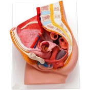 تصویر مولاژ مقطع زن 