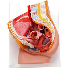 تصویر مولاژ مقطع زن 