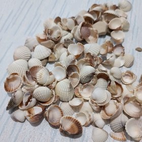 تصویر صدف دریا 