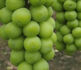 تصویر انگور موسکات 