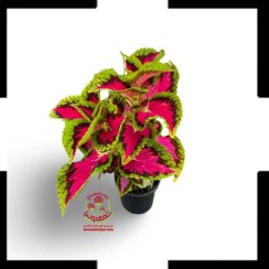 تصویر حسن یوسف رنگین کمانی: جلوه‌ای خیره‌کننده از رنگ‌ها در خانه شما! Coleus scutellarioides 'Swinging Linda'