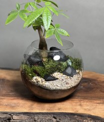 تصویر تراریوم پاچیرا (درخت پول و شانس) 