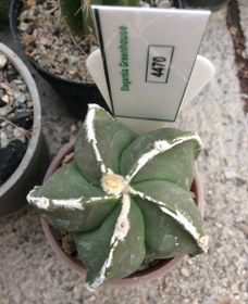 تصویر بذر کاکتوس آستروفیتوم رکوتسو ژاپن ELG.4470 - بسته 10 عددی Astrophytum Myriostigma Rokkotsu ELG.4470