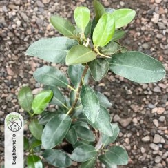 تصویر فیکوس جنگلی 