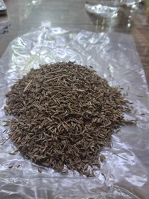 تصویر زیره سبز 