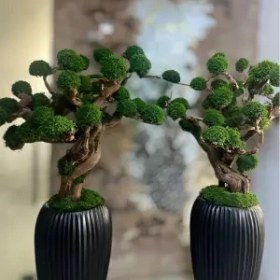 تصویر درخت جاویدان (3) 