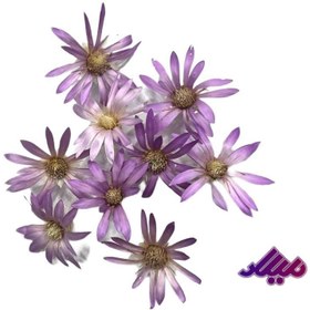 تصویر گل خشک مرواریدی G42 