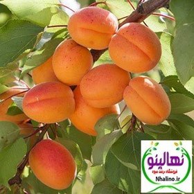 تصویر درخت زردآلو شکرپاره 