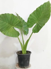 تصویر گل آپارتمانی بابا آدم تنه درشت 