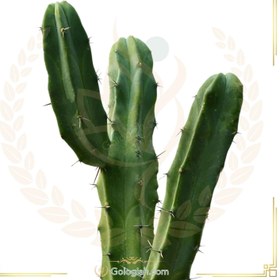 تصویر کاکتوس میرتلو 