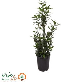 تصویر گیاه برگ بو سطل 12 LN1 