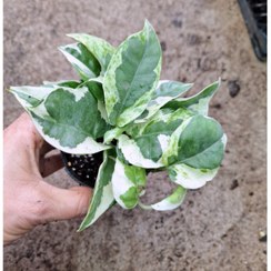 تصویر پتوس ارتشی گلدون نشایی پر قلم و ریشه پر 