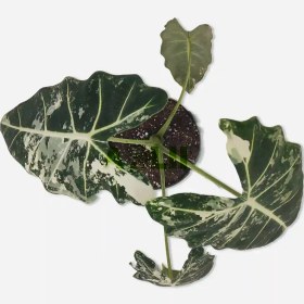 تصویر آلوکازیا (بابا آدم) فریدک 