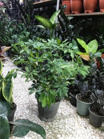 تصویر شفلرا 