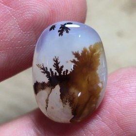 تصویر شجر قائن منظره زیبا 