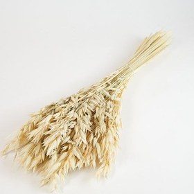 تصویر گل خشک یولاف 