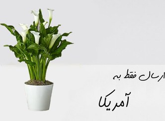 تصویر گیاه آپارتمانی برای آمریکا 