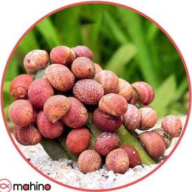 تصویر پک حلزون رد باتیک 5 عددی 