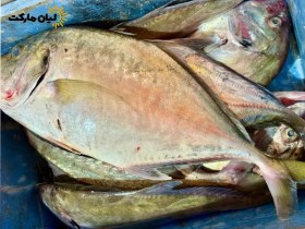 تصویر ماهی جش سفید وزن ۵ کیلوگرم 