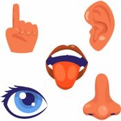 تصویر ابزار کمک‌آموزشی حواس پنج‌گانه 