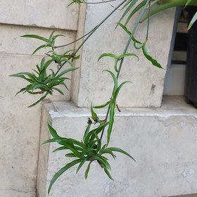 تصویر گیاه گندمی سبز سایز بزرگ (spiderplant) 