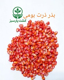 تصویر بذر ذرت بومی 